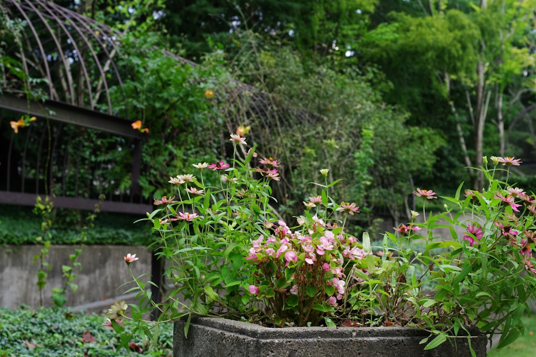 Linde verzorgen in de tuin