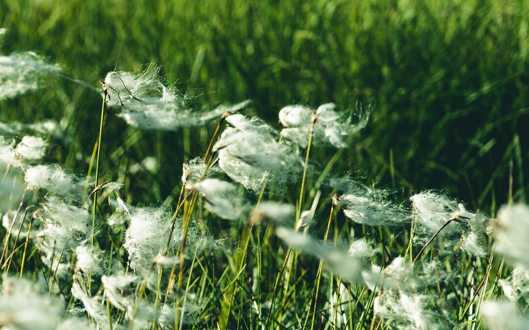 Graslelie verzorgen voor luchtzuivering