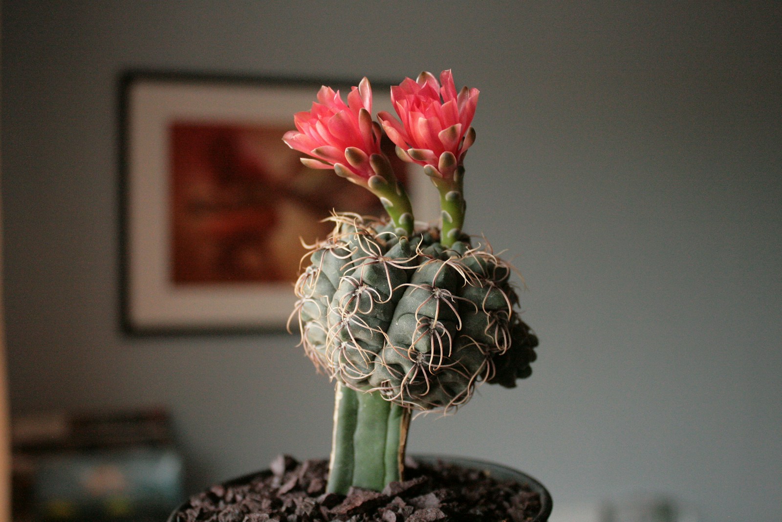 Gymnocalycium verzorgen