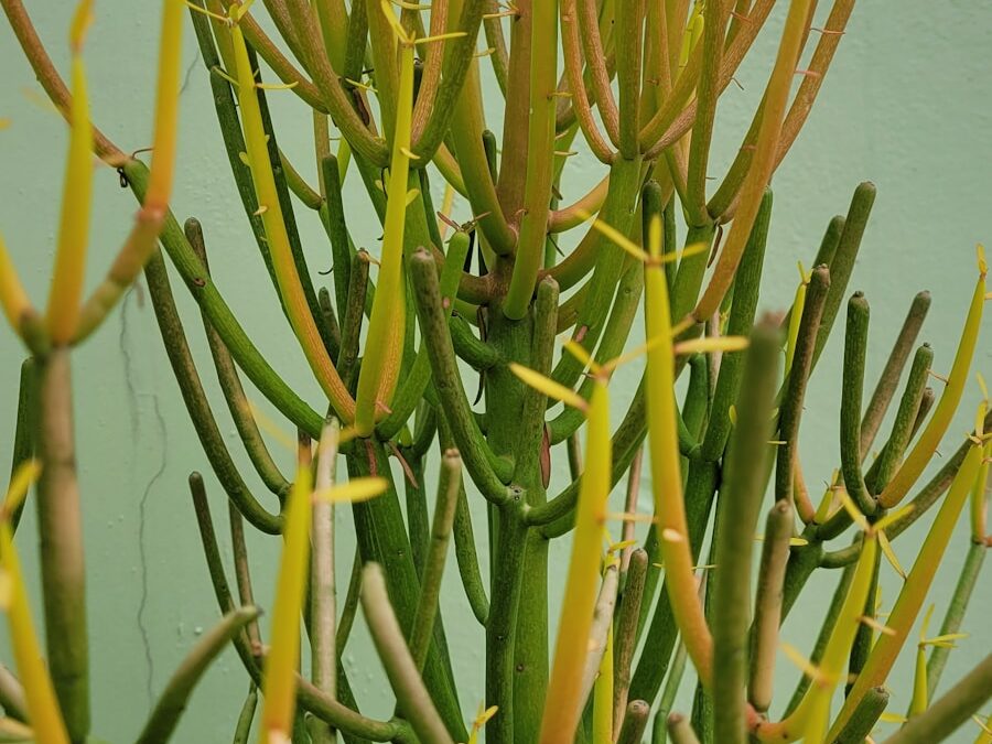 Bieslook verzorgen en knippen