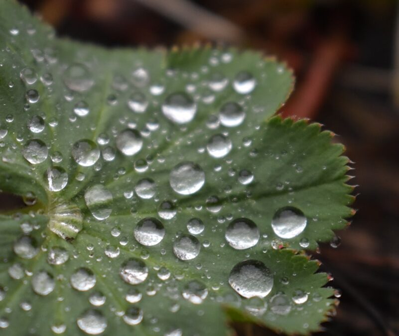 Vrouwenmantel verzorgen in borders