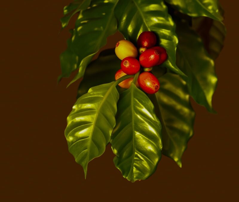 Koffieplant verzorgen in huis