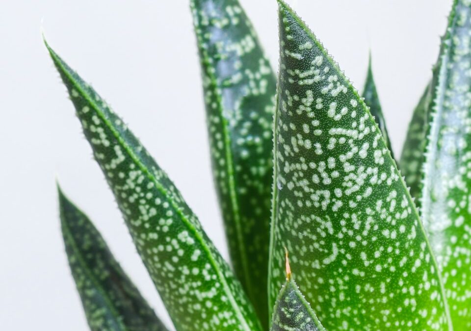 Gasteria verzorgen binnenshuis