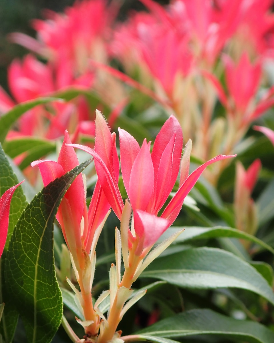 Pieris verzorgen voor sierwaarde