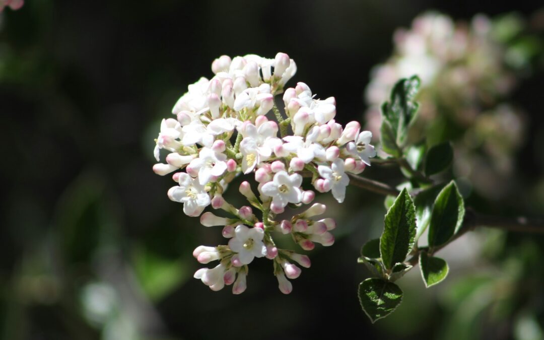 Sneeuwbal verzorgen en laten bloeien
