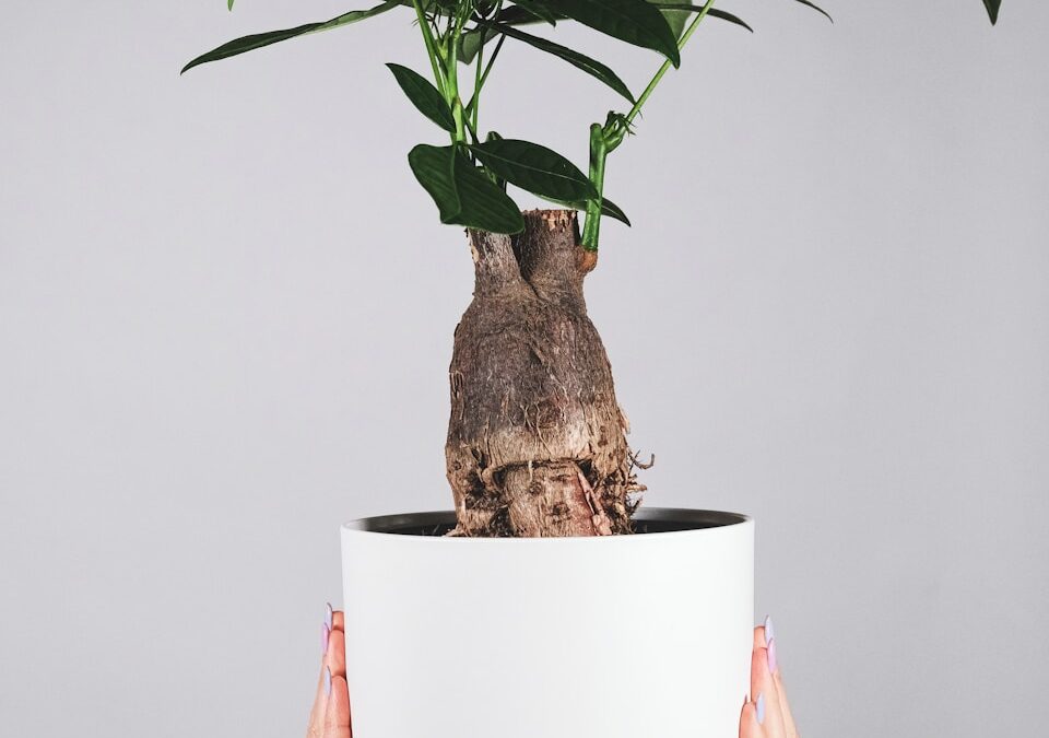 Pachira verzorgen en correct snoeien