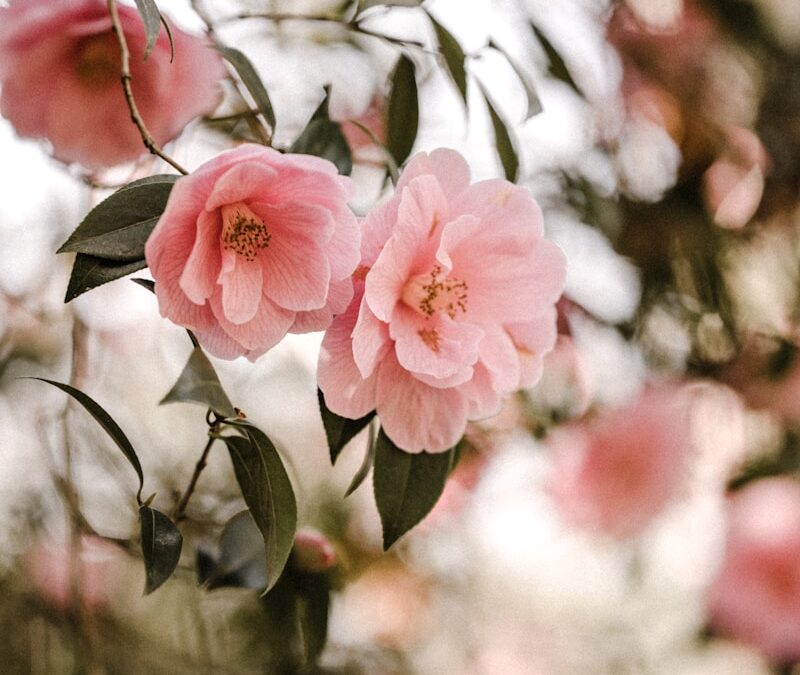 Camelia verzorgen voor vroege bloei