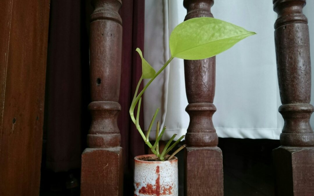 Kamerden verzorgen binnenshuis