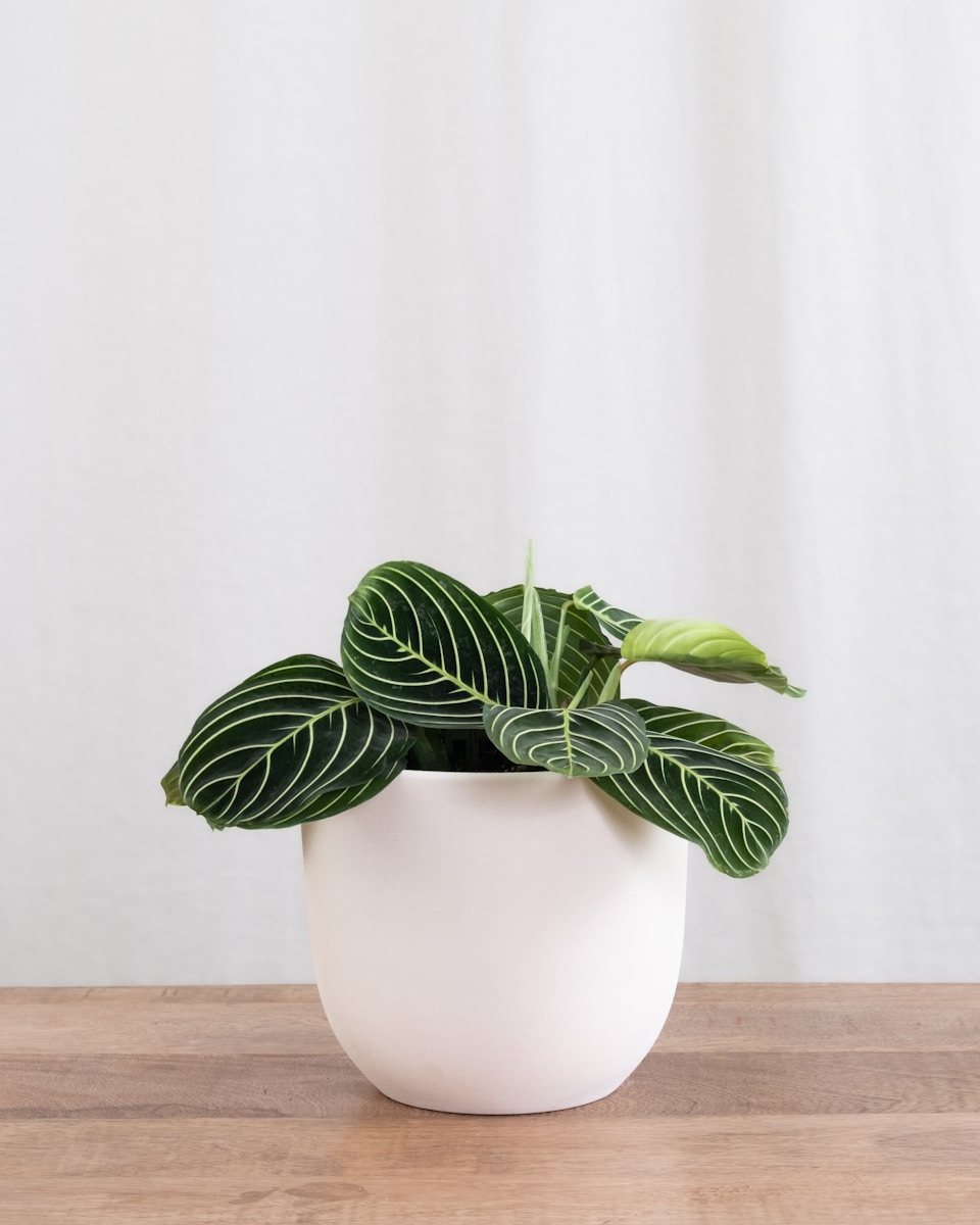 Maranta verzorgen en gezond houden