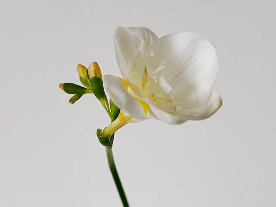 fresia verzorgen binnenshuis