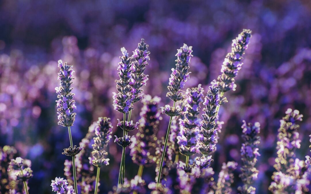 Lavendel verzorgen en snoeien