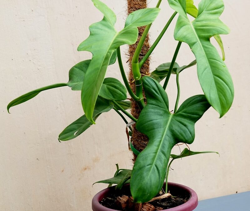 Olifantsoor verzorgen voor grote bladeren