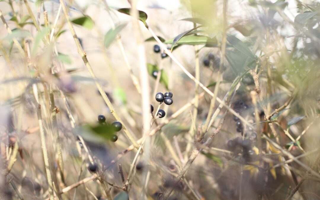 Liguster verzorgen als haag