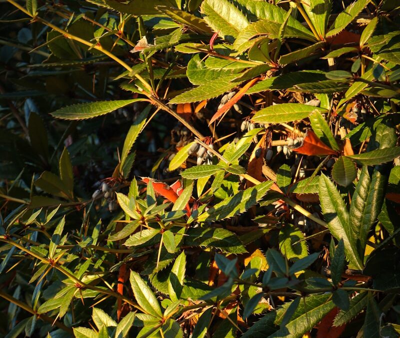 Portugese laurier verzorgen als haag