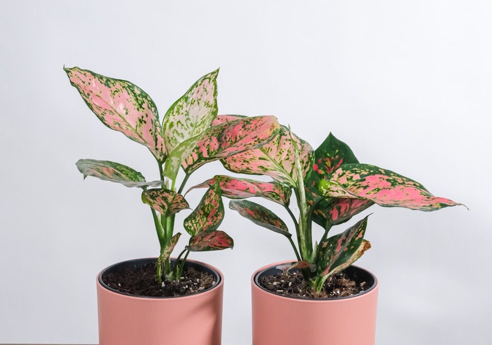 Aglaonema verzorgen bij weinig licht