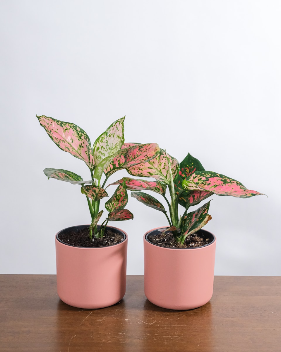 Aglaonema verzorgen bij weinig licht