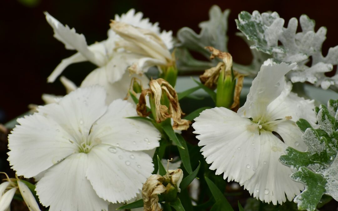 Clematis verzorgen voor uitbundige bloei