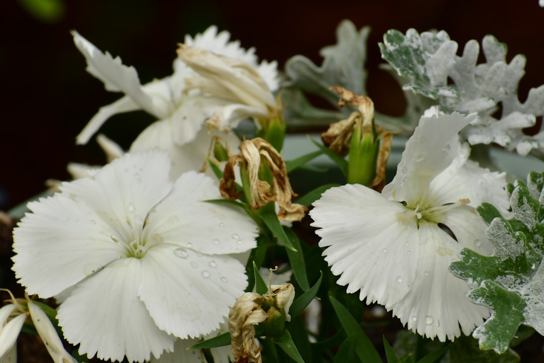 Clematis verzorgen voor uitbundige bloei