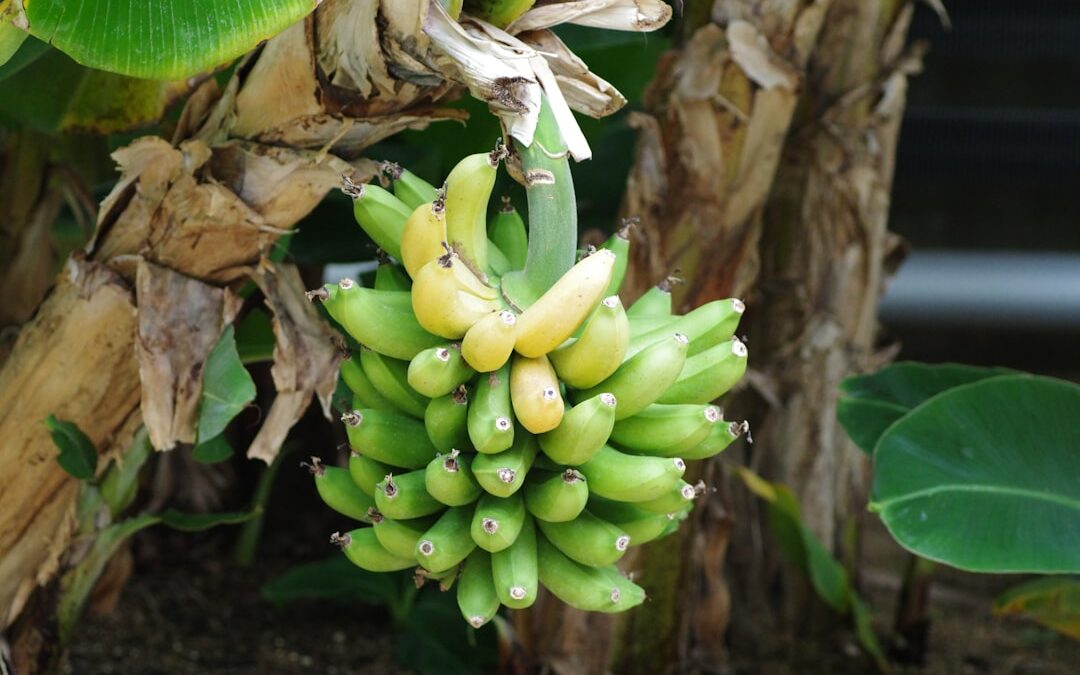 Bananenplant verzorgen als kamerplant