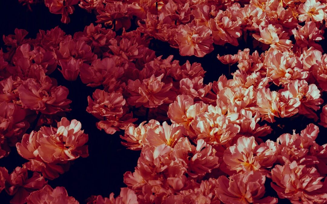 Begonia bloeiend verzorgen