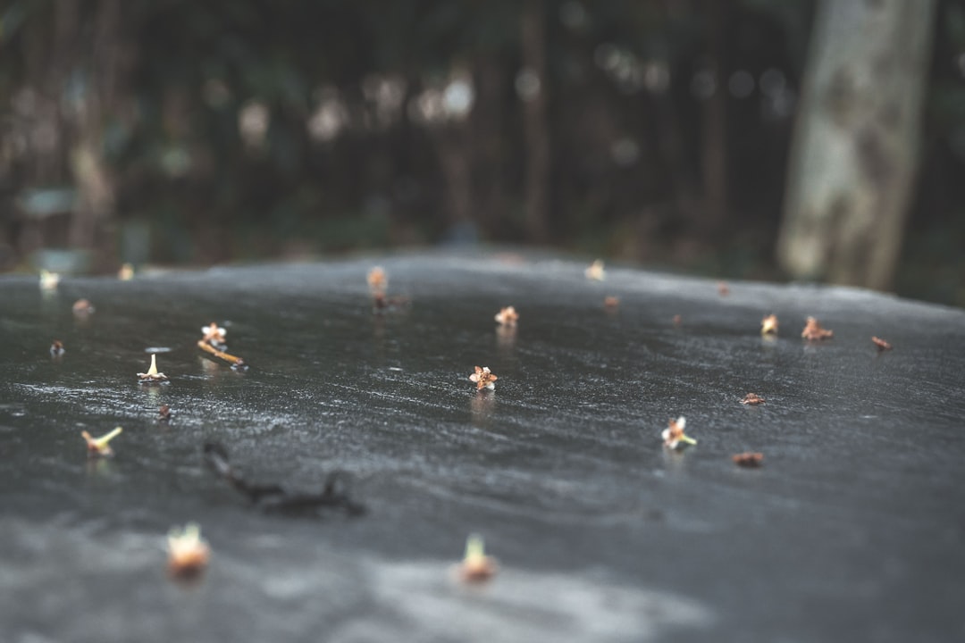 Graslelie buiten verzorgen