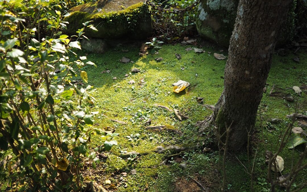 Siergras verzorgen in de tuin