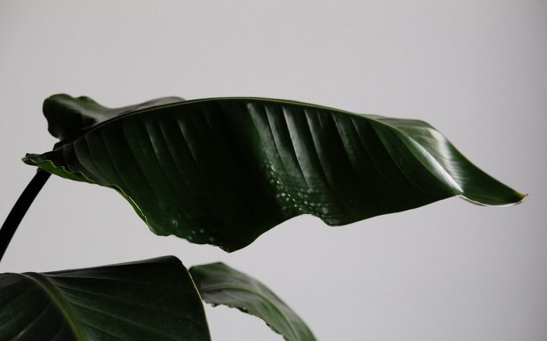 Strelitzia verzorgen voor een exotische uitstraling