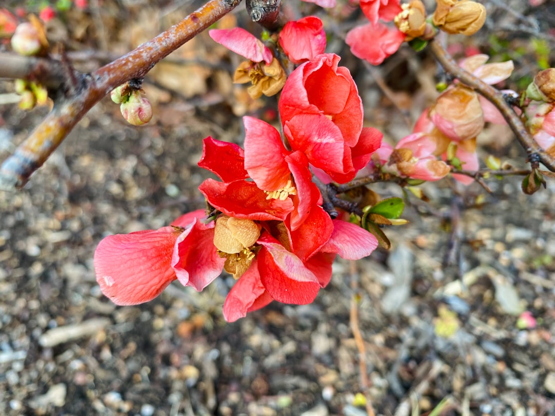 Primula verzorgen voor voorjaarsbloei