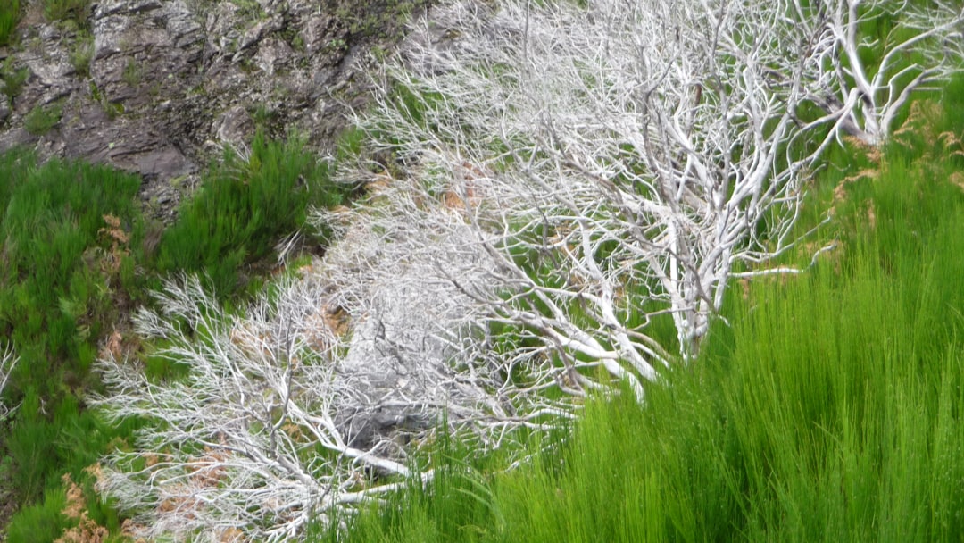 Pampasgras verzorgen en snoeien