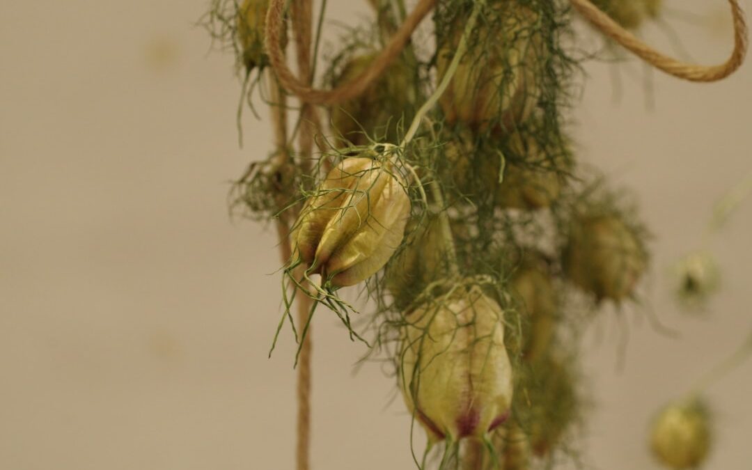 Scindapsus verzorgen als sterke hangplant
