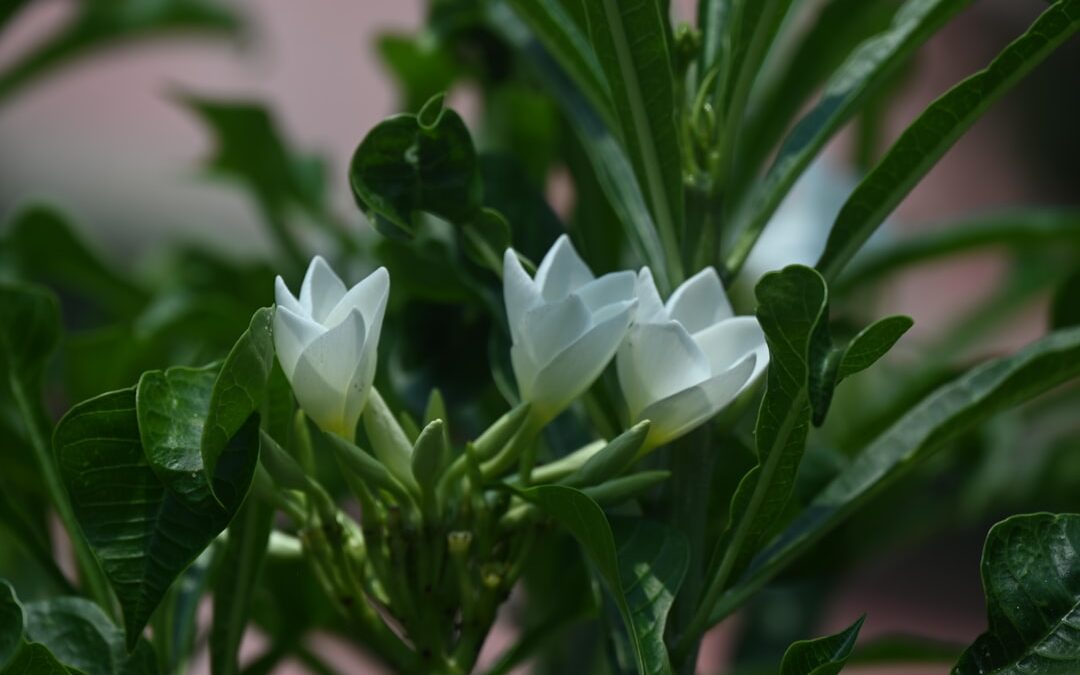 Lepelplant verzorgen voor een gezonde bloei