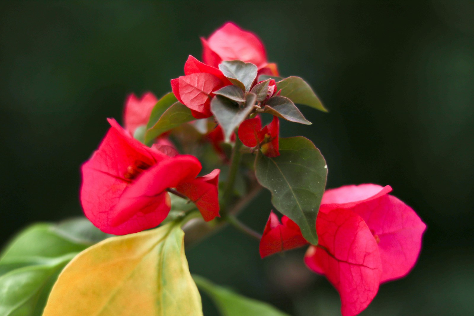 Bougainville verzorgen in pot