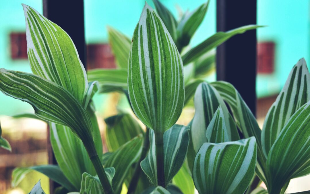 Tradescantia verzorgen als hangplant