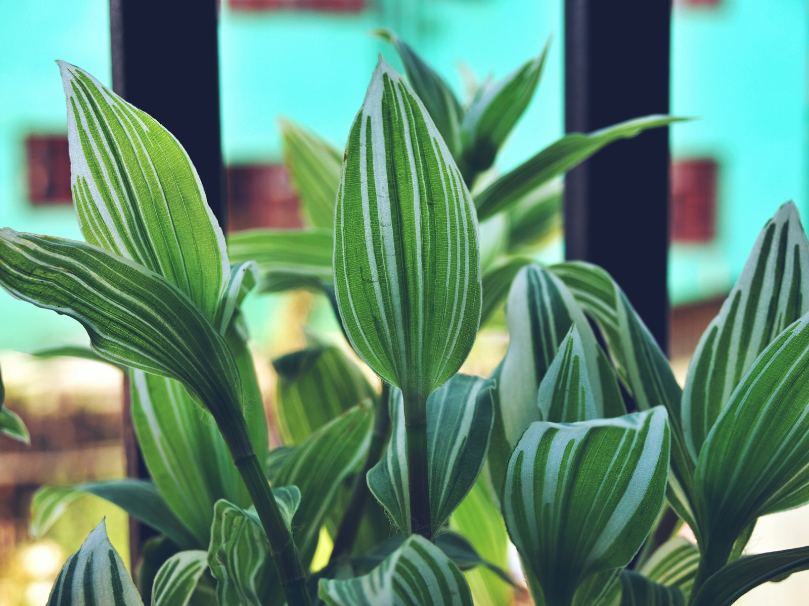 Tradescantia verzorgen als hangplant